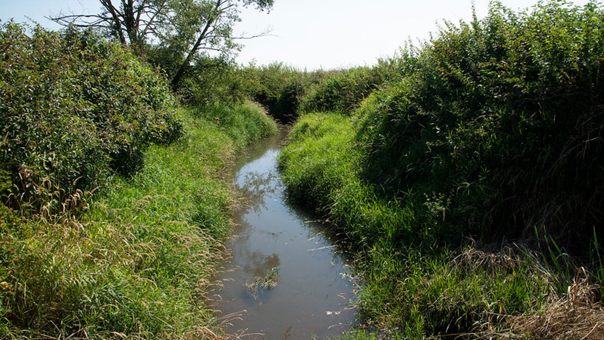 Iowa, feds, Soybean Association invest in water-cleaning strategies